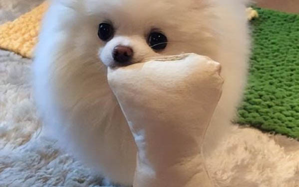 小狗的毛可以剃光嗎