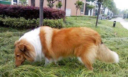 中亞牧羊犬骨折癥狀有哪些