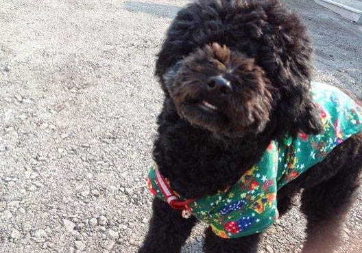 葡萄牙水犬老掉毛的原因及處理方法
