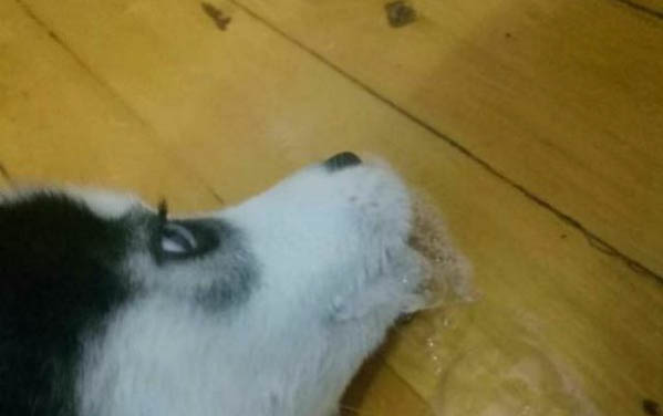 狗狗花生米可以吃嗎