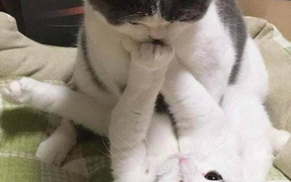 母貓會發現少了小貓嗎？