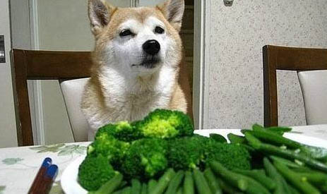 狗狗細小晚期還有救嗎