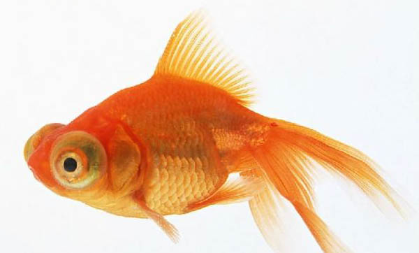 銀龍魚(yú)養(yǎng)幾條最好