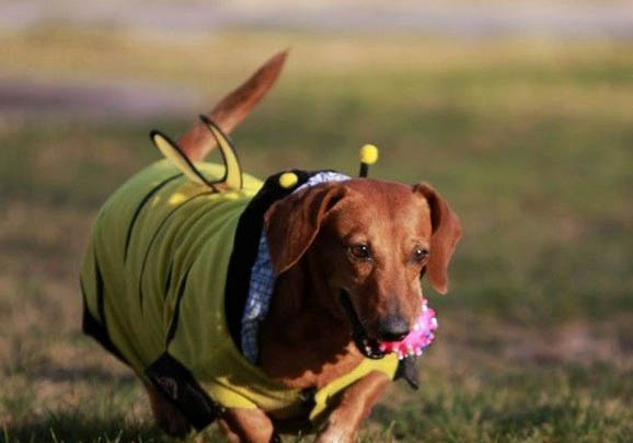 臘腸犬支氣管炎可以洗澡嗎