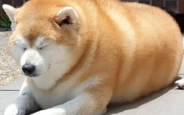 狗狗懷孕62天還不生