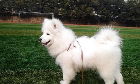 薩摩耶幼犬一般多少錢