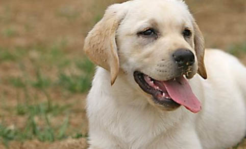 拉布拉多犬體重表