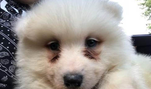 狗腸炎需要吃消炎藥嗎
