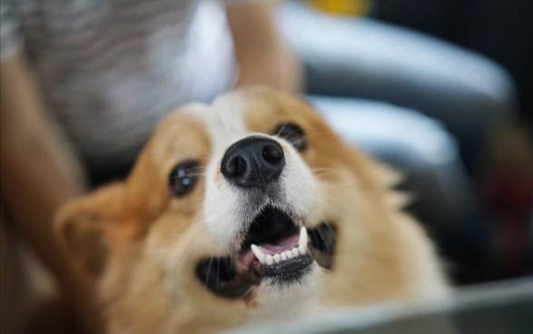 狗狗甲減的癥狀有哪些