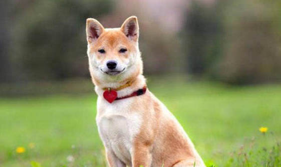 柴犬退幾次毛才漂亮?