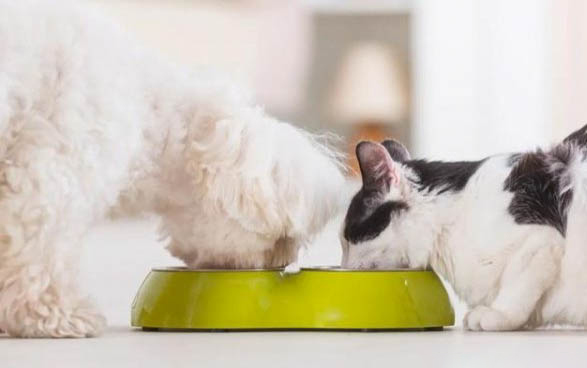 得了犬瘟熱的狗狗能吃什么