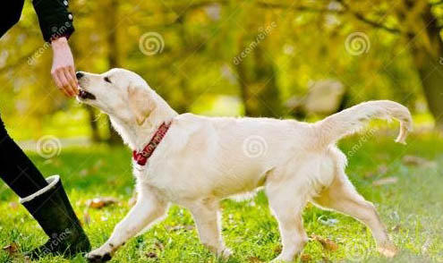 幼犬糧成犬可以吃嗎
