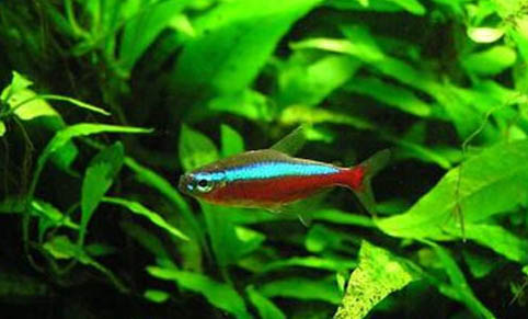 豐年蝦喂魚有哪些好處