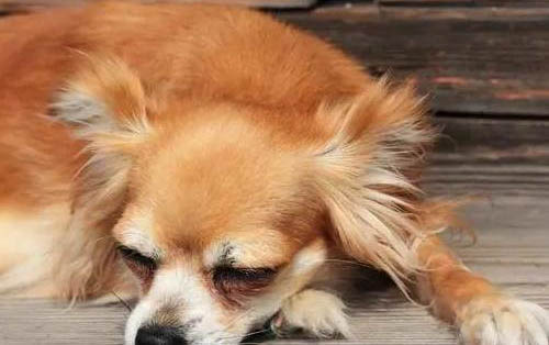 狗狗生病為什么要禁水
