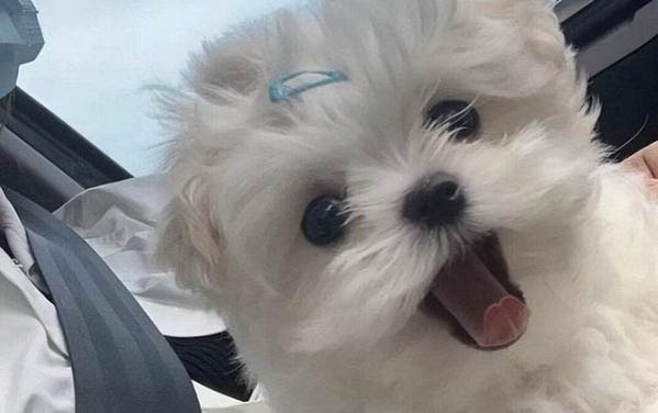 狗狗咳干嘔吐白色粘液