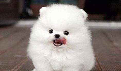 博美犬子宮蓄膿能活多久