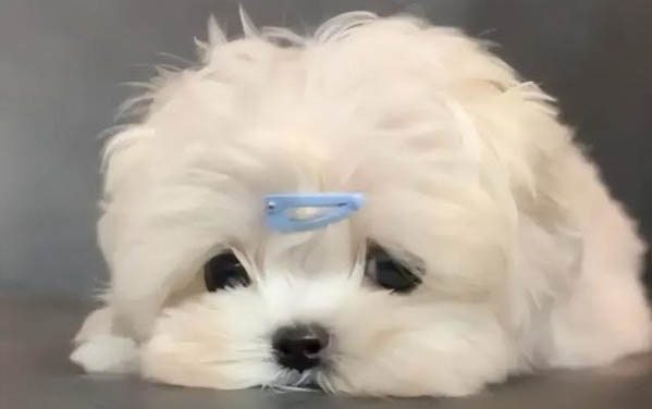為什么狗狗到處亂咬人呢