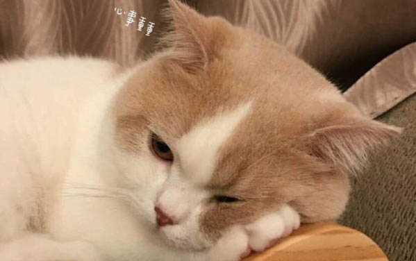 貓咪每天都有眼屎正常么