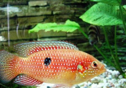 三伏天釣魚難嗎