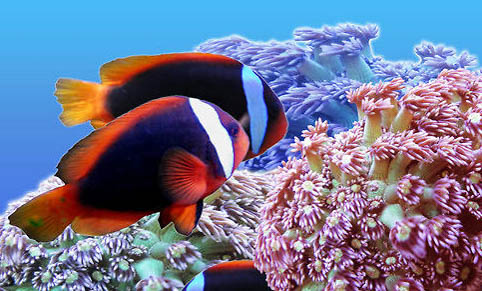 小型熱帶魚(yú)魚(yú)種類(lèi)大全