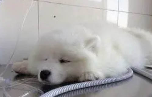 狗狗真菌感染的原因