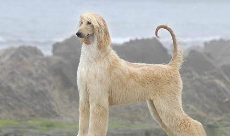維希拉獵犬太瘦的原因及處理方法