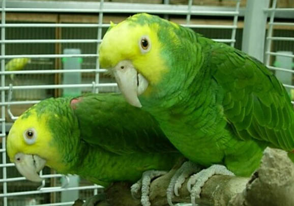 鸚鵡晚上睡覺嗎