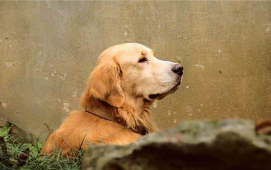 金毛犬英系貴還是美系貴