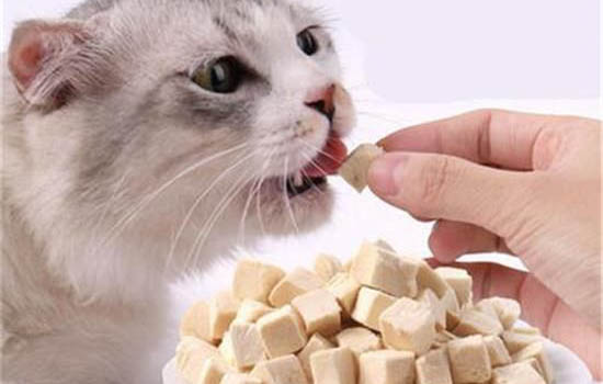 怎樣看貓咪有沒有球蟲病