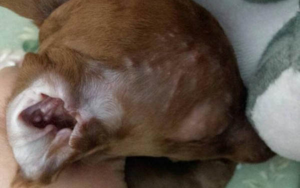 狗狗最近老是吃草還嘔吐