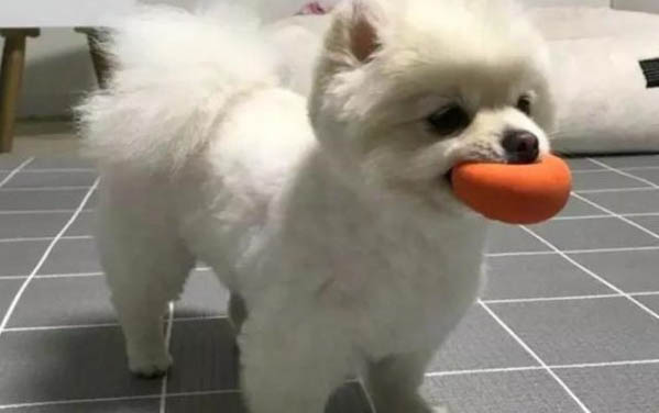 博美犬不吃不喝沒(méi)精神怎么辦呢
