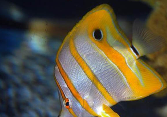 鯽魚晚上在深水還是淺水
