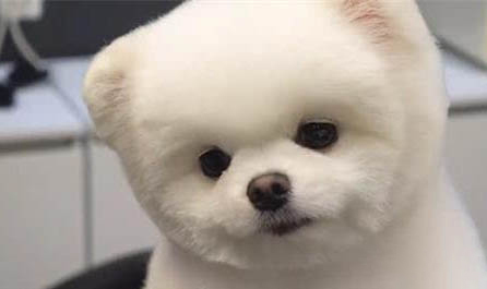寵物狗感冒了可以吃人的感冒藥嗎