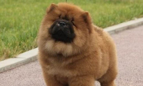 狗狗懷孕后期有哪些癥狀