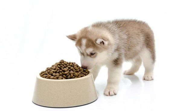 怎么教幼犬定點大小便