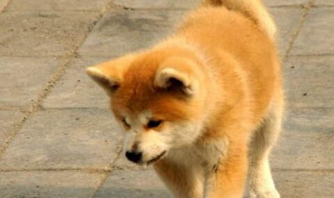 日本秋田犬價格多少錢一只