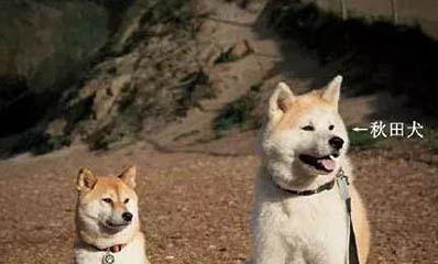 柴犬和秋田犬的區別是什么