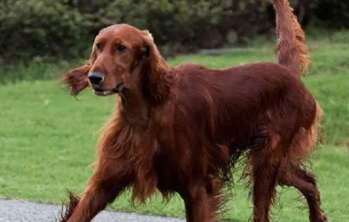愛爾蘭雪達(dá)犬半夜突然叫是什么原因