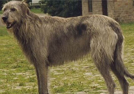 愛爾蘭獵狼犬不愛吃東西的原因及處理方法