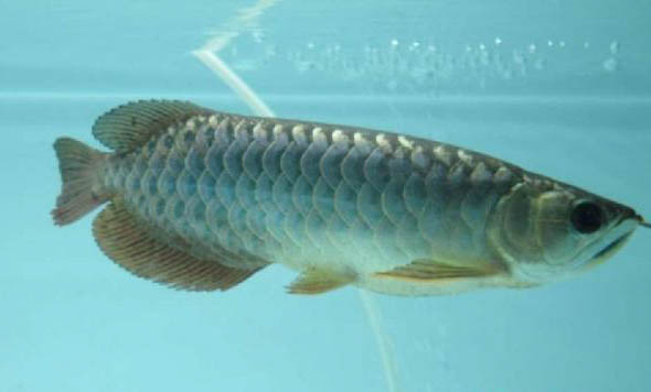 銀龍魚要怎么養才會長大