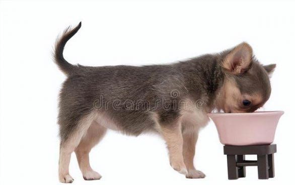 狗可以吃猴桃嗎?