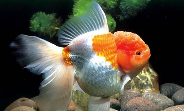 什么大型觀賞魚最好養