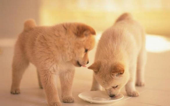 哈士奇犬營養品不可以隨便喂食
