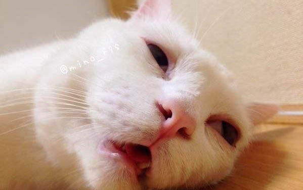 貓眼屎多又黃粘稠用什么藥比較好呢