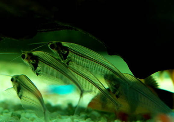 玻璃貓魚吃蝦嗎？