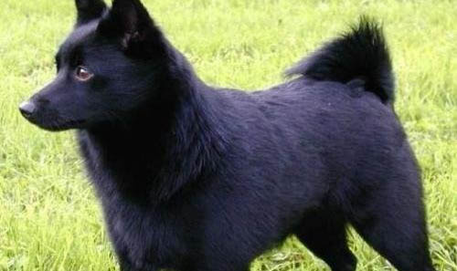 西帕基犬壽命