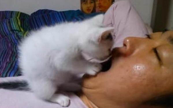 貓咪眼睛紅腫流淚是什么原因
