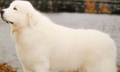 大白熊犬身體發抖是啥原因