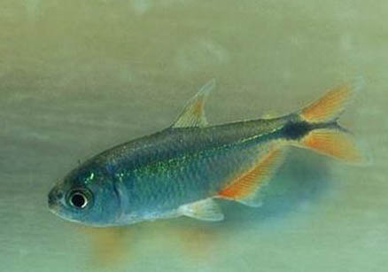 七彩神仙魚可以和鸚鵡混養嗎!