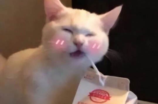 貓晚上不睡覺折騰人